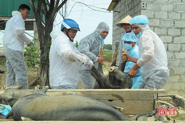 Thêm một xã ở Đức Thọ phát sinh dịch tả lợn châu Phi