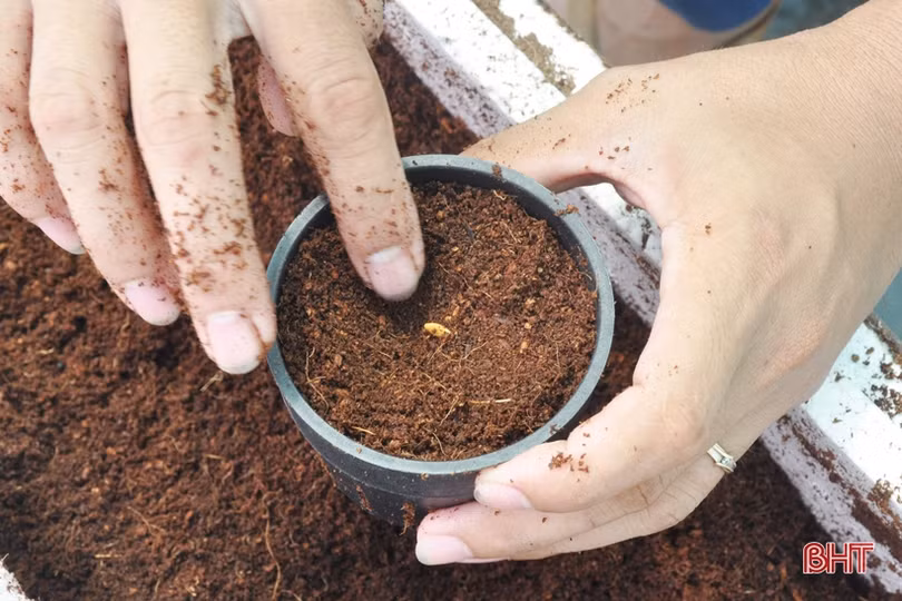 Lợi nhuận cao, xã ven đô Hà Tĩnh “rộ” nghề trồng dưa lưới