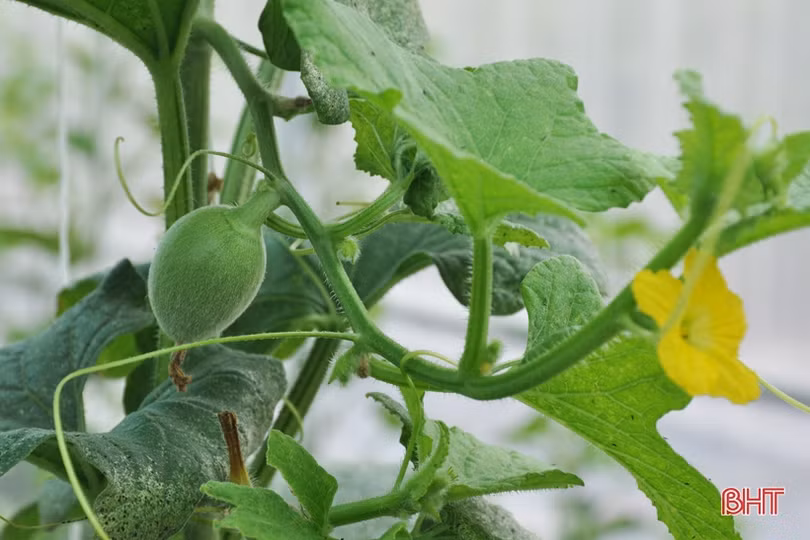 Lợi nhuận cao, xã ven đô Hà Tĩnh “rộ” nghề trồng dưa lưới