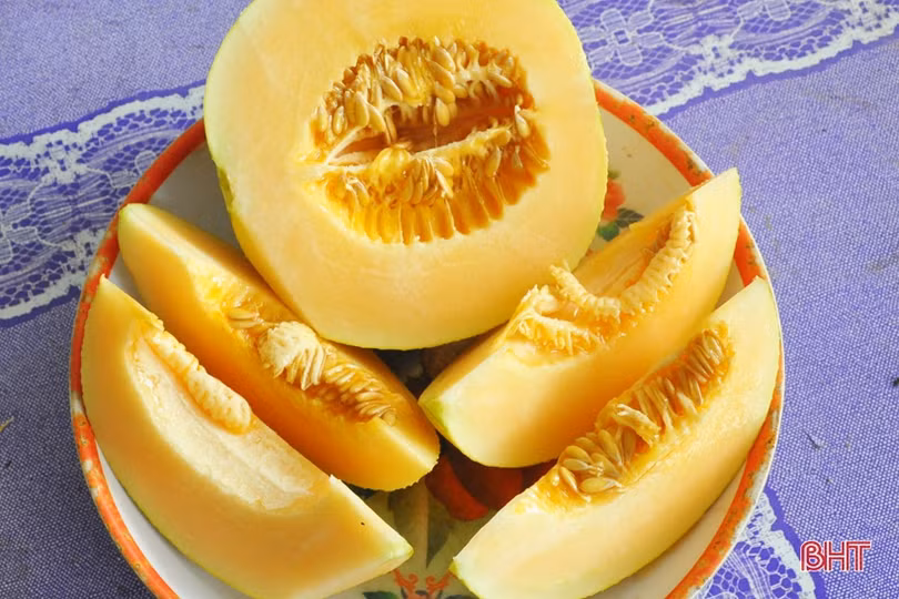 Lợi nhuận cao, xã ven đô Hà Tĩnh “rộ” nghề trồng dưa lưới