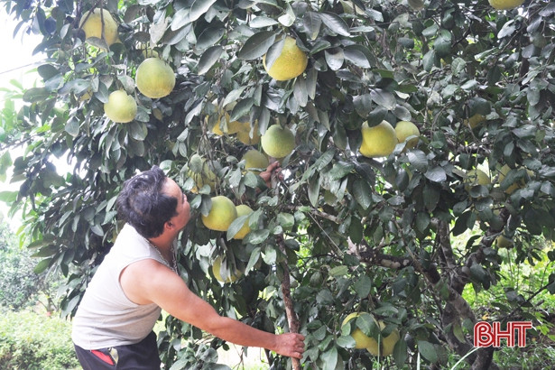 Hàng ngàn ha cam, bưởi ở Hà Tĩnh đối mặt với nguy cơ thất thu do bão số 4