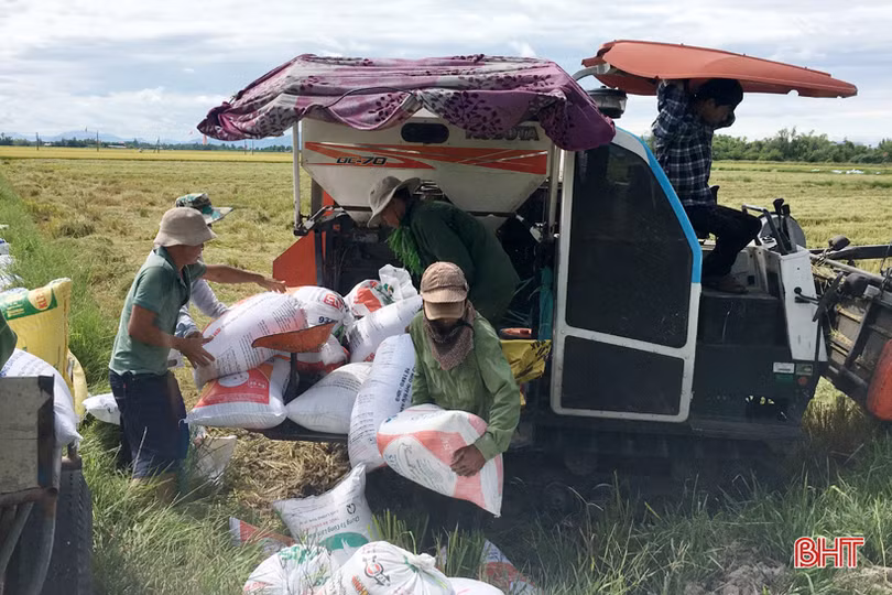 Nông dân Hà Tĩnh hối hả gặt lúa “chạy” bão Podul