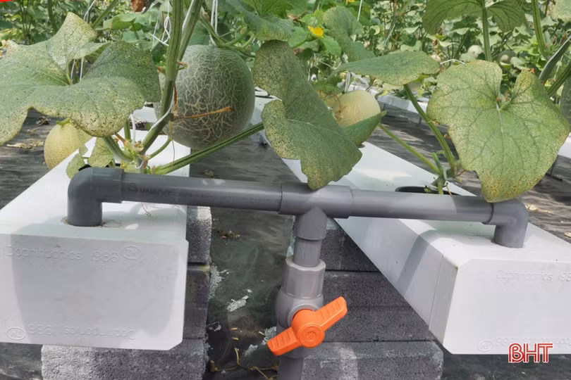 Lợi nhuận cao, xã ven đô Hà Tĩnh “rộ” nghề trồng dưa lưới