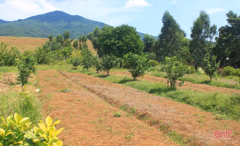 Cựu lính Hà Tĩnh tự mình đắp đập, biến “vùng đất chết” thành xóm Trại trù phú