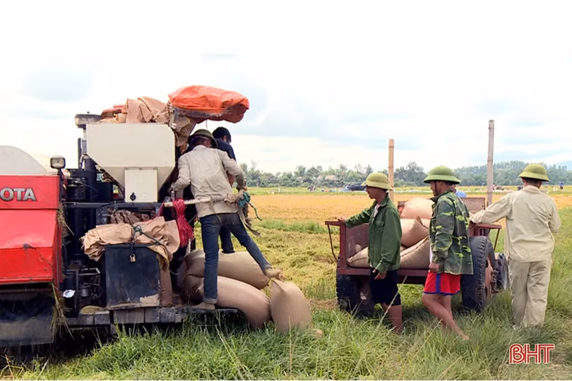 Nông dân Hà Tĩnh hối hả gặt lúa “chạy” bão Podul