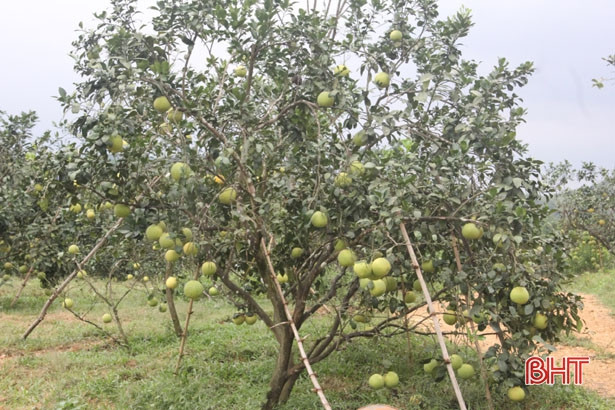 Hàng ngàn ha cam, bưởi ở Hà Tĩnh đối mặt với nguy cơ thất thu do bão số 4