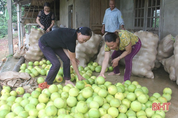 Hàng ngàn ha cam, bưởi ở Hà Tĩnh đối mặt với nguy cơ thất thu do bão số 4