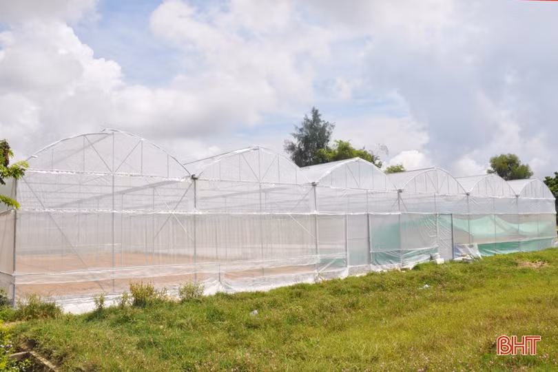 Lợi nhuận cao, xã ven đô Hà Tĩnh “rộ” nghề trồng dưa lưới