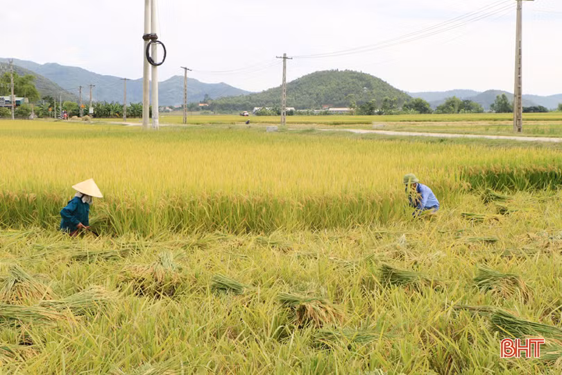 Nông dân Hà Tĩnh hối hả gặt lúa “chạy” bão Podul
