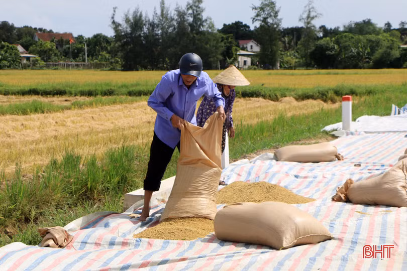 Nông dân Hà Tĩnh hối hả gặt lúa “chạy” bão Podul