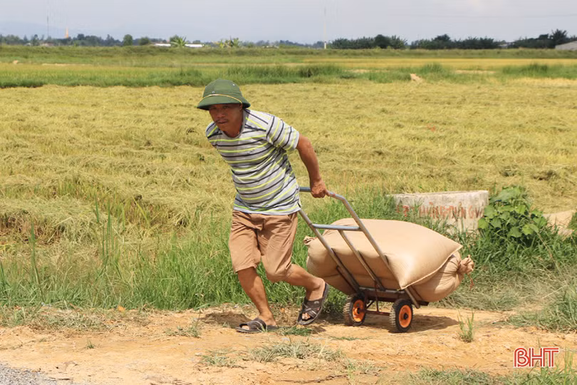 Nông dân Hà Tĩnh hối hả gặt lúa “chạy” bão Podul