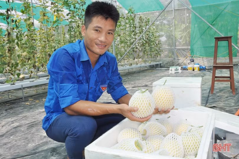 Lợi nhuận cao, xã ven đô Hà Tĩnh “rộ” nghề trồng dưa lưới