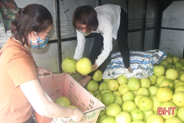 Hàng ngàn ha cam, bưởi ở Hà Tĩnh đối mặt với nguy cơ thất thu do bão số 4