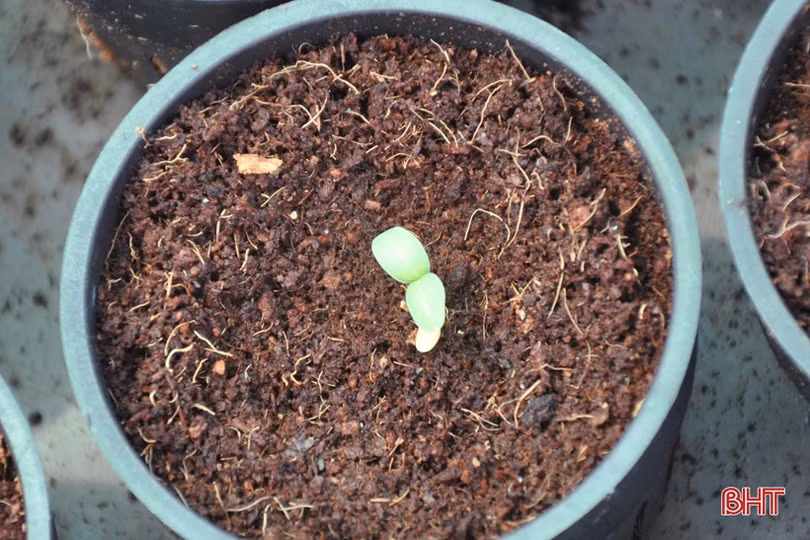 Lợi nhuận cao, xã ven đô Hà Tĩnh “rộ” nghề trồng dưa lưới