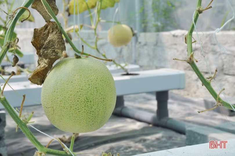 Lợi nhuận cao, xã ven đô Hà Tĩnh “rộ” nghề trồng dưa lưới