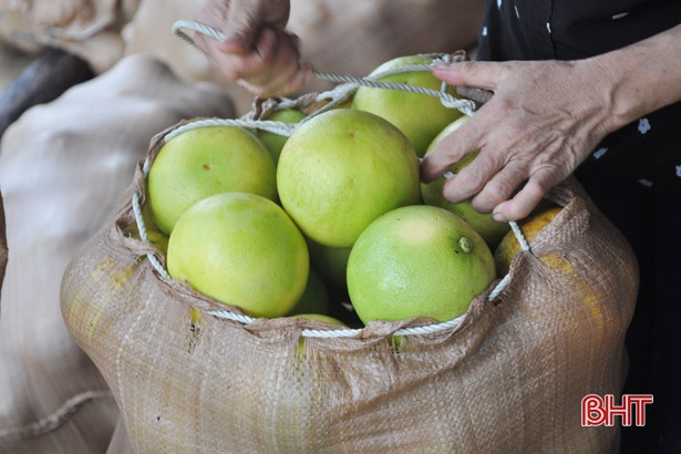 Hàng ngàn ha cam, bưởi ở Hà Tĩnh đối mặt với nguy cơ thất thu do bão số 4
