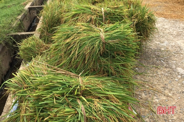 Biên phòng Cửa Sót giúp dân gặt lúa “chạy” úng ngập