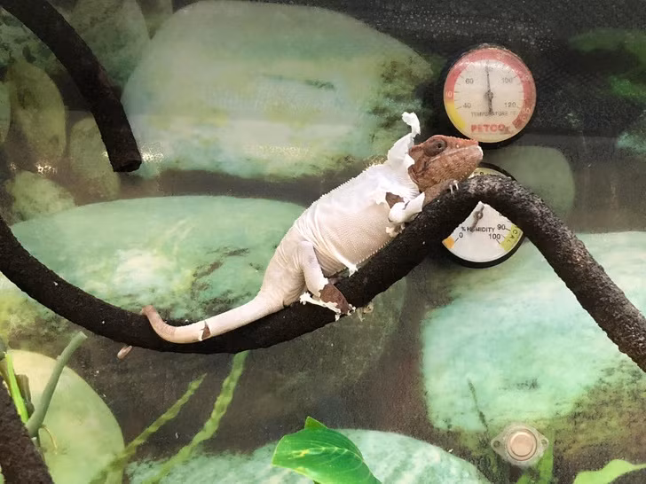 Những điều kỳ thú của tự nhiên có thể bạn chưa biết