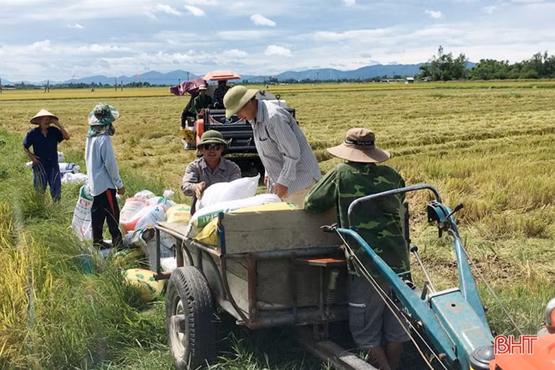 Nông dân Hà Tĩnh hối hả gặt lúa “chạy” bão Podul