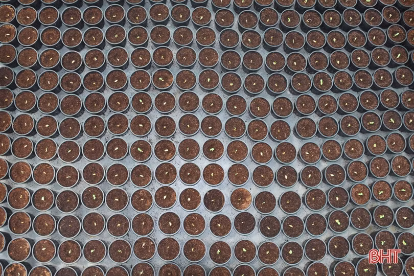 Lợi nhuận cao, xã ven đô Hà Tĩnh “rộ” nghề trồng dưa lưới