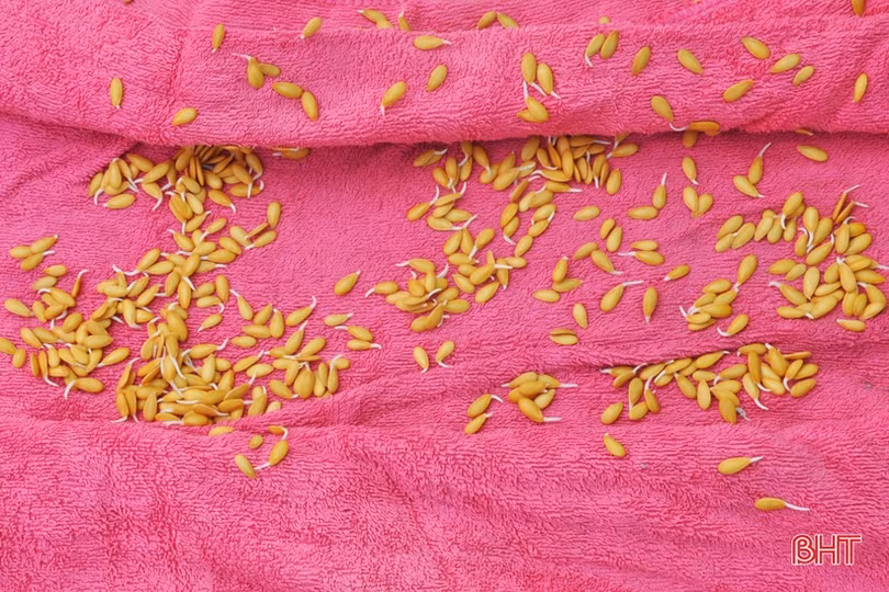 Lợi nhuận cao, xã ven đô Hà Tĩnh “rộ” nghề trồng dưa lưới