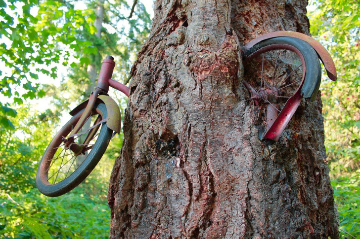 Những điều kỳ thú của tự nhiên có thể bạn chưa biết