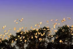 Cuối năm nay khu du lịch sinh thái Xanh (Green) sẽ đi vào hoạt động