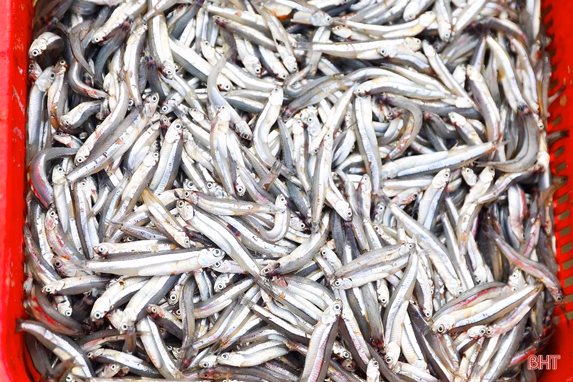 Ngư dân Hà Tĩnh trúng “lộc biển đầu năm