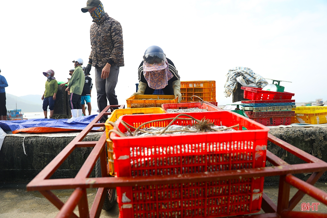Ngư dân Hà Tĩnh trúng “lộc biển đầu năm