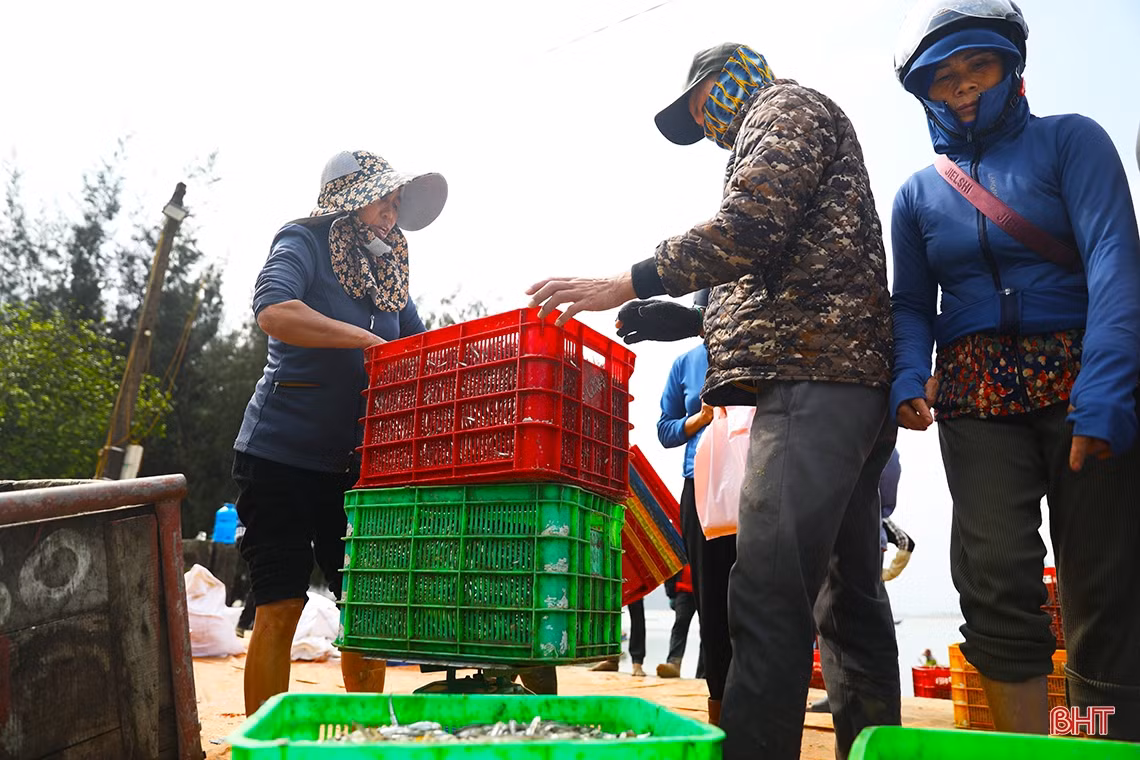 Ngư dân Hà Tĩnh trúng “lộc biển đầu năm