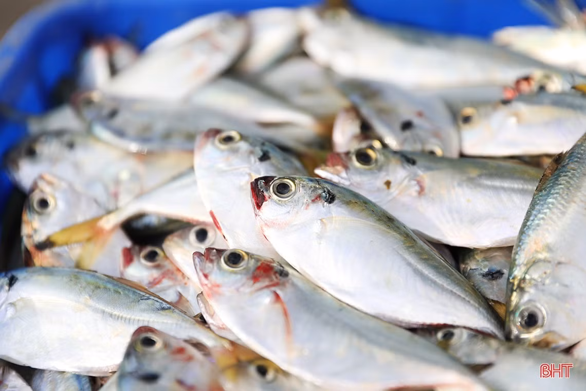 Ngư dân Hà Tĩnh trúng “lộc biển đầu năm