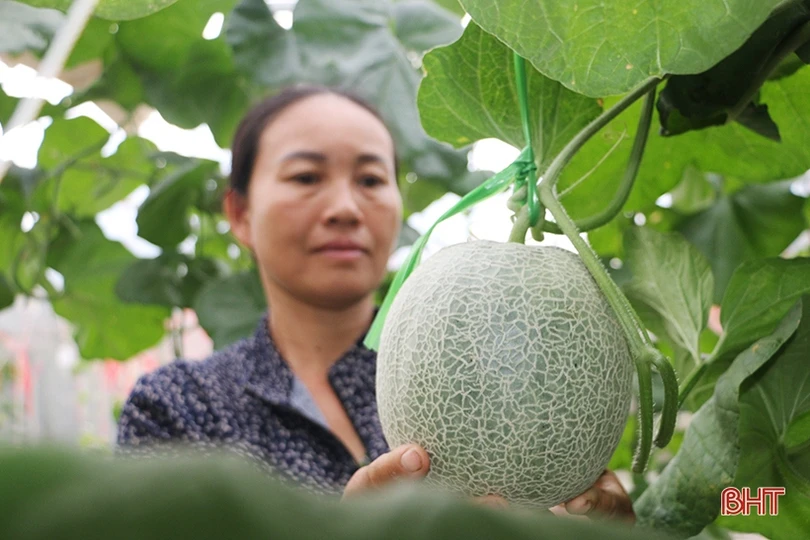 Đổi đời nhờ trồng dưa lưới trong nhà màng