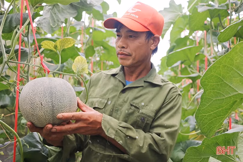 Đổi đời nhờ trồng dưa lưới trong nhà màng