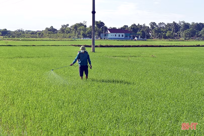 Hương Khê cơ bản khống chế được sâu keo trên lúa hè thu