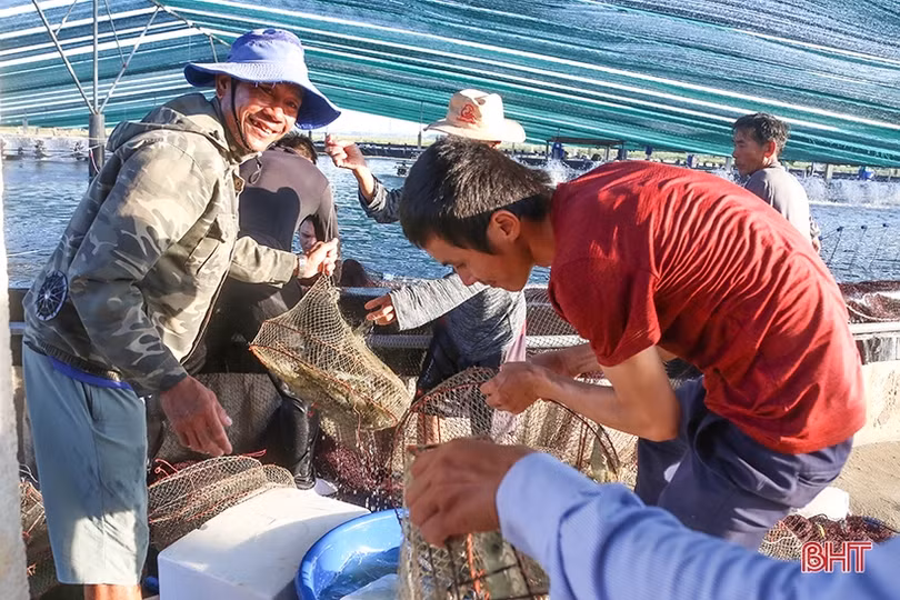 Nuôi tôm công nghệ cao thu lãi trên 600 triệu đồng/ha