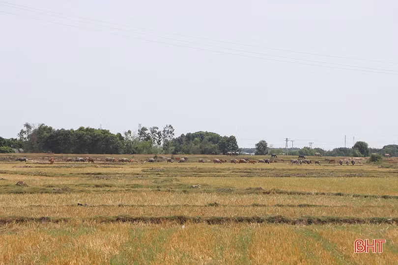 Hàng trăm ha đất lúa ở Cẩm Xuyên bỏ hoang do thiếu nước