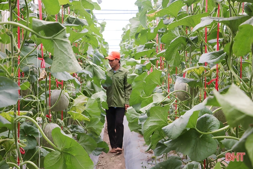 Đổi đời nhờ trồng dưa lưới trong nhà màng