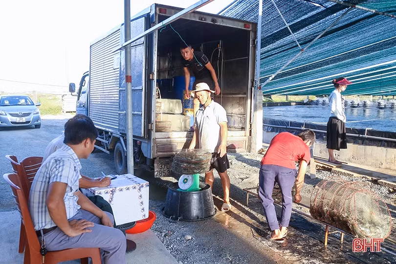 Nuôi tôm công nghệ cao thu lãi trên 600 triệu đồng/ha