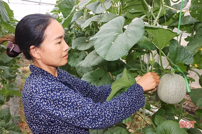 Đổi đời nhờ trồng dưa lưới trong nhà màng