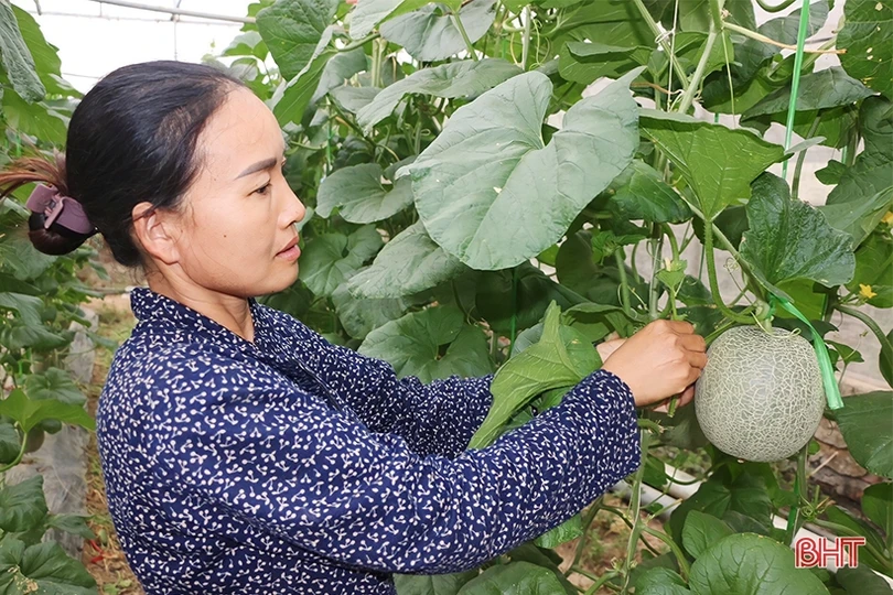 Đổi đời nhờ trồng dưa lưới trong nhà màng