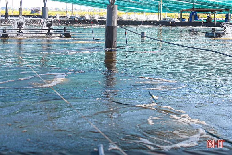 Nuôi tôm công nghệ cao thu lãi trên 600 triệu đồng/ha