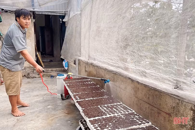 Đổi đời nhờ trồng dưa lưới trong nhà màng