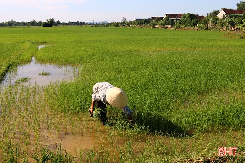 Đồng lúa An Dũng - bao giờ hết cảnh chờ mưa?