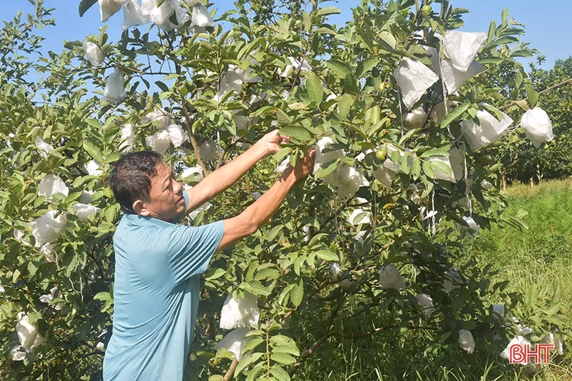 Đam mê dẫn lối thành công với trang trại nông nghiệp công nghệ cao