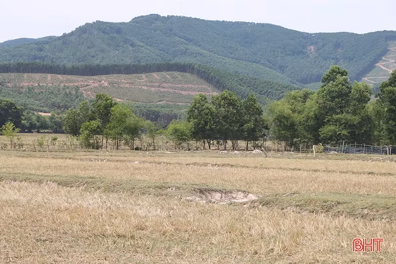 Hàng trăm ha đất lúa ở Cẩm Xuyên bỏ hoang do thiếu nước