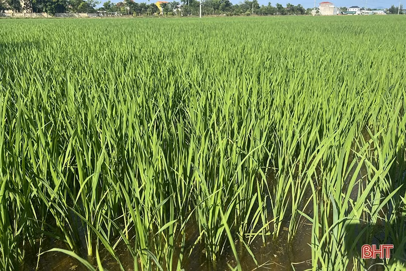 “Mưa vàng hạ nhiệt”, nông dân Hà Tĩnh thuận lợi chăm sóc lúa hè thu