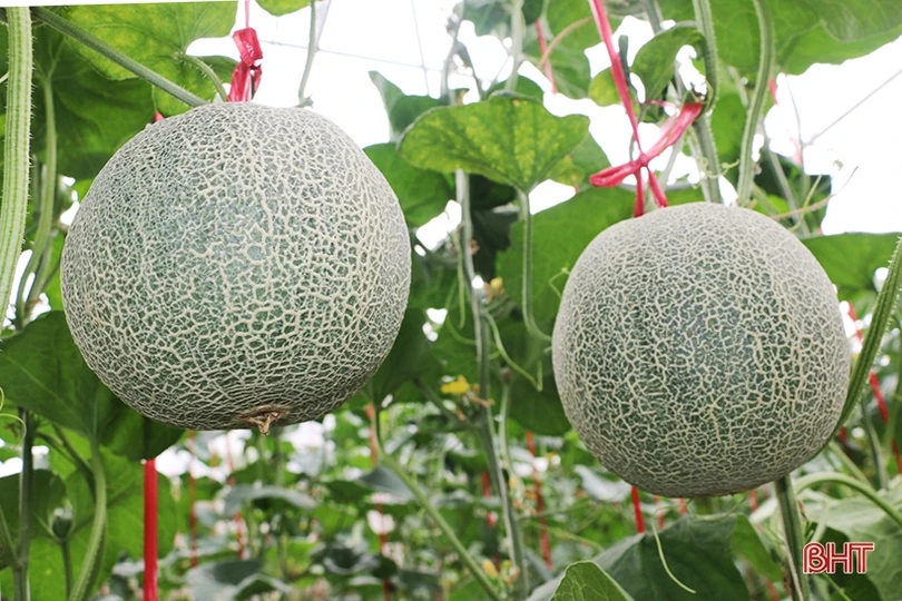 Đổi đời nhờ trồng dưa lưới trong nhà màng