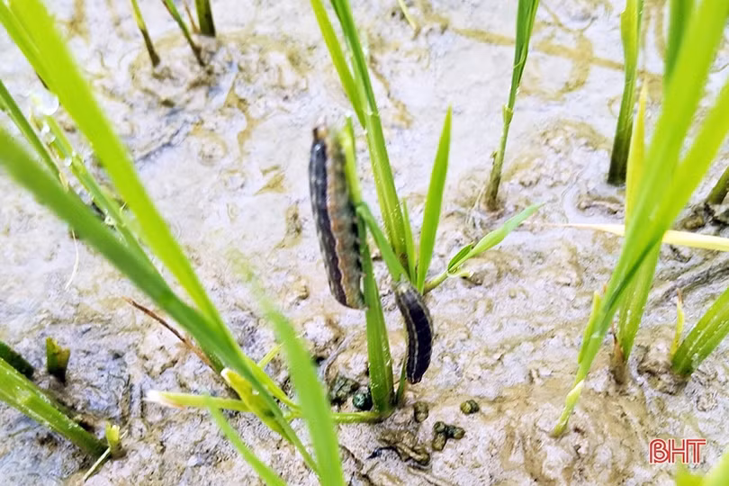 Hương Khê cơ bản khống chế được sâu keo trên lúa hè thu