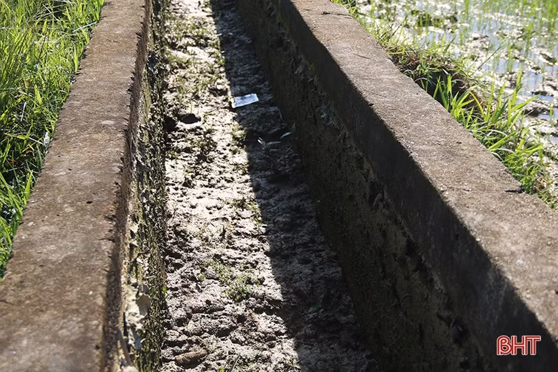 Đồng lúa An Dũng - bao giờ hết cảnh chờ mưa?