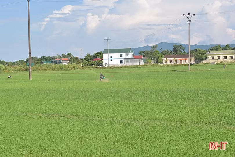 Hương Khê cơ bản khống chế được sâu keo trên lúa hè thu